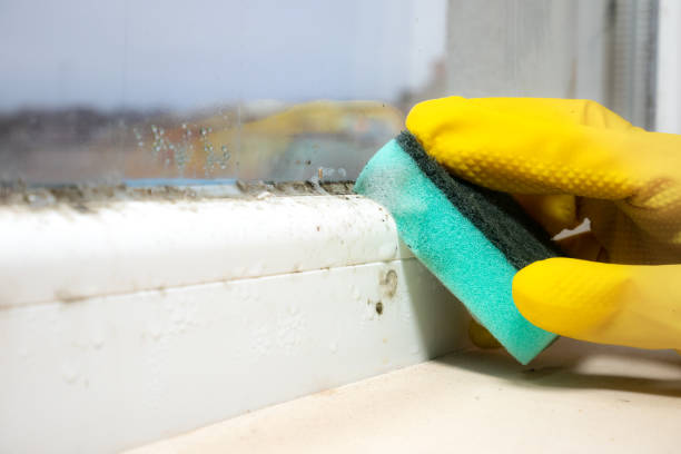 Best Industrial Mold Remediation in Fox Lake, IL